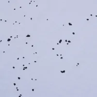 $27.00 USD Amiri T-Shirts Short Sleeved For Men #1436556